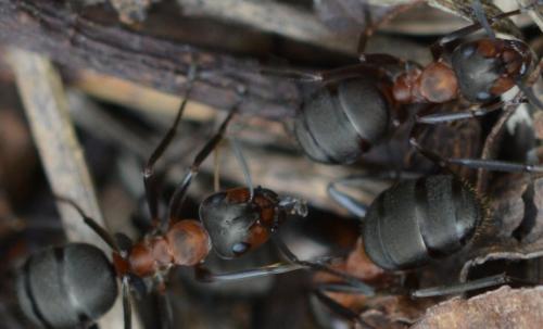 Réf. 305 304 : Formica sp.